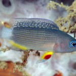 Staminali, il pesce zebra rivela come si formano quelle del sangue Staminali, il pesce zebra rivela come si formano quelle del sangue