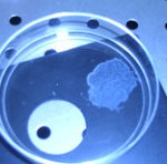 La fecondazione fa scintille La fecondazione fa scintille
